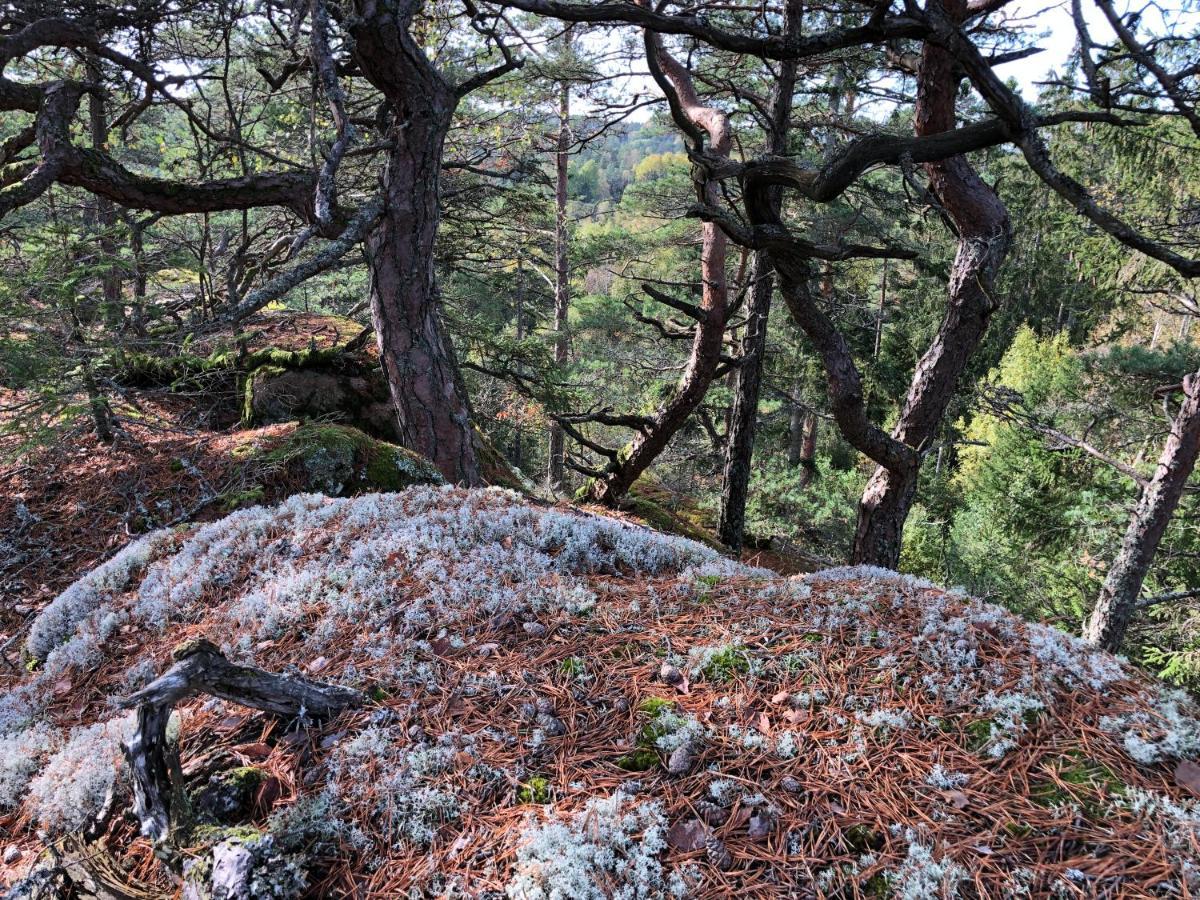 Mysig Och Modern Stuga Pa Snoegard, Naera Havet Och Naturen Lur  Luaran gambar