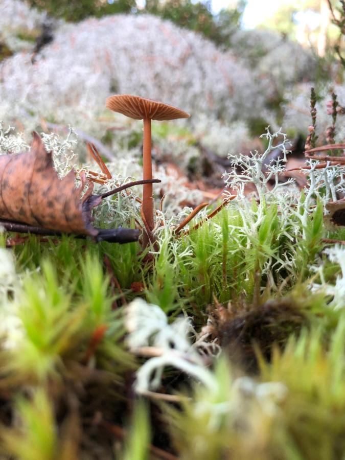 Mysig Och Modern Stuga Pa Snoegard, Naera Havet Och Naturen Lur  Luaran gambar