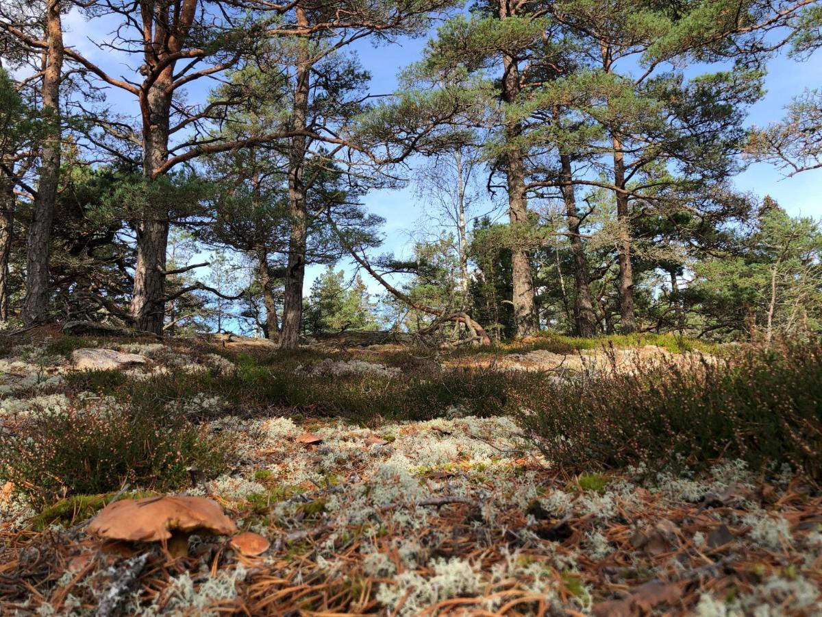 Mysig Och Modern Stuga Pa Snoegard, Naera Havet Och Naturen Lur  Luaran gambar