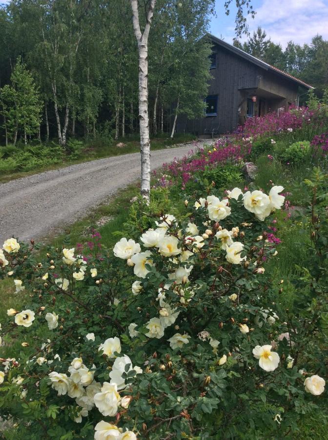 Mysig Och Modern Stuga Pa Snoegard, Naera Havet Och Naturen Lur  Luaran gambar